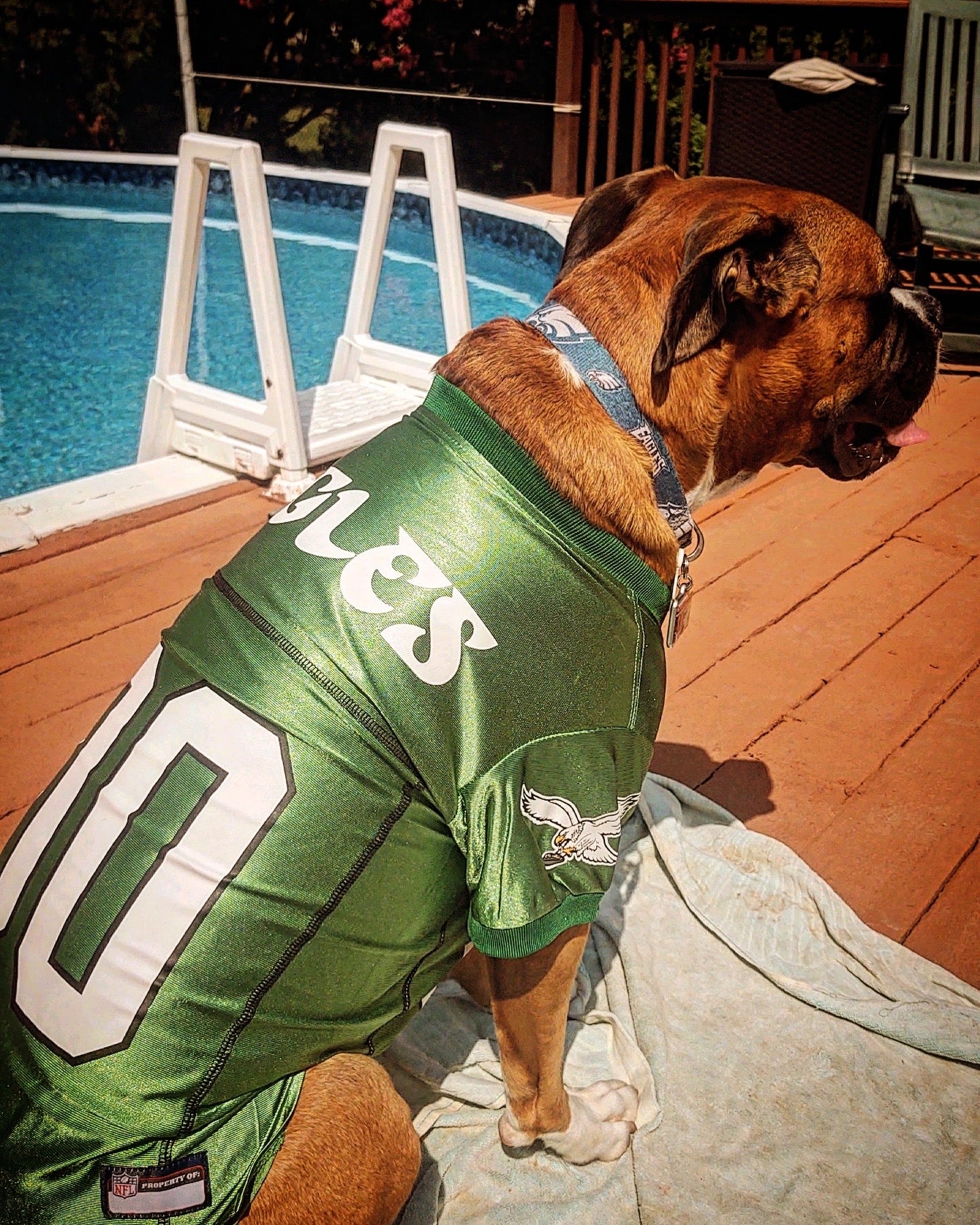 Philadelphia eagles dog shirt best sale